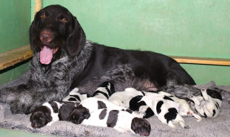 В нашем питомнике vom ADLERHUGEL родились 10 щенков дратхаара: 5 девочек и 5 мальчиков